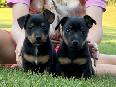 Stunning small breed Jack Russell puppies in Laois