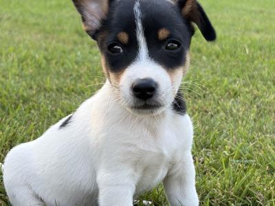 Stunning small breed Jack Russell puppies in Laois