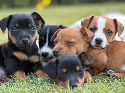 Stunning small breed Jack Russell puppies in Laois