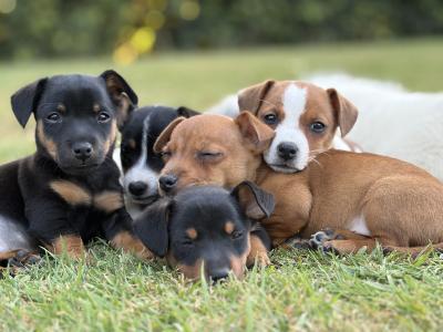 Stunning small breed Jack Russell puppies in Laois