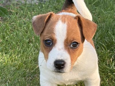 Stunning small breed Jack Russell puppies in Laois