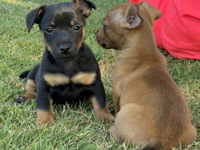 Stunning small breed Jack Russell puppies in Laois