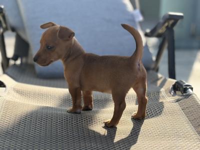 Stunning small breed Jack Russell puppies in Laois