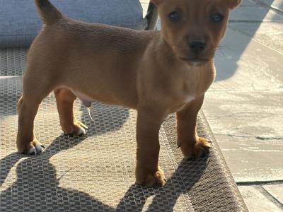 Stunning small breed Jack Russell puppies in Laois