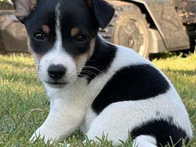 Stunning small breed Jack Russell puppies in Laois