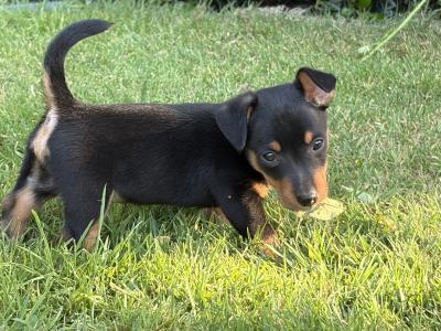 Stunning small breed Jack Russell puppies in Laois