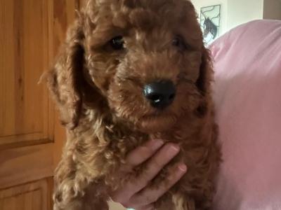 2 IKC Registered male Miniature Poodle puppies in Wexford