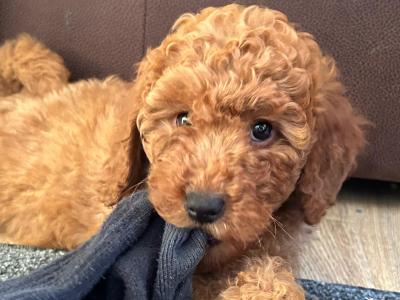 2 IKC Registered male Miniature Poodle puppies in Wexford