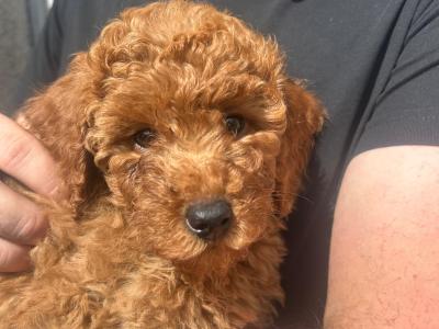 2 IKC Registered male Miniature Poodle puppies in Wexford