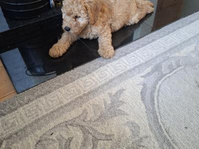 2 IKC Registered male Miniature Poodle puppies in Wexford