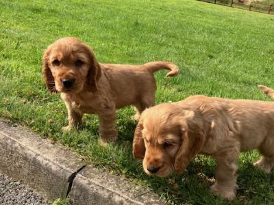 Golden Cocker Spaniel puppies in Cavan