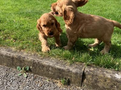 Golden Cocker Spaniel puppies in Cavan