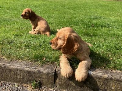 Golden Cocker Spaniel puppies in Cavan