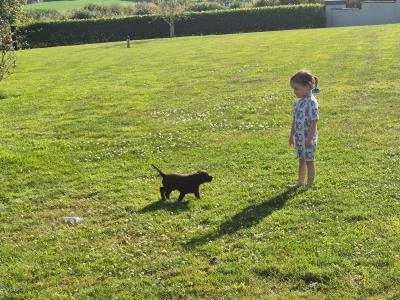 1 Gorgeous female IKC Registered (pending) Chocolate Purebred Labrador puppies left for sale