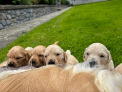 4 Adorable Purebred IKC Registered (Pending) Golden Retriever Puppies