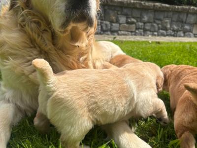 4 Adorable Purebred IKC Registered (Pending) Golden Retriever Puppies