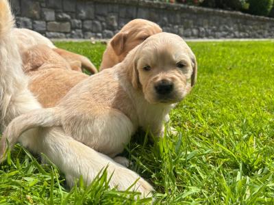 4 Adorable Purebred IKC Registered (Pending) Golden Retriever Puppies