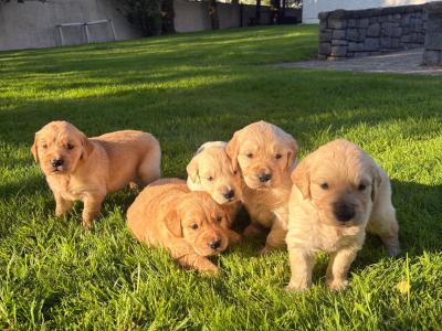 4 Adorable Purebred IKC Registered (Pending) Golden Retriever Puppies