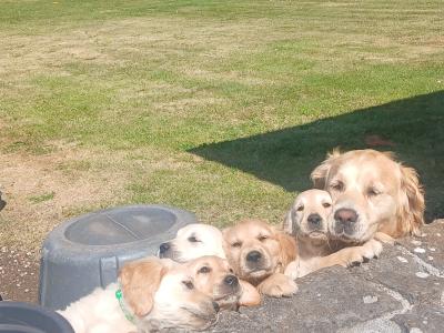 4 Adorable Purebred IKC Registered (Pending) Golden Retriever Puppies