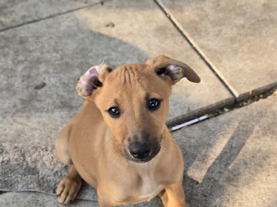 Beautifully coloured Whippet puppies in Laois