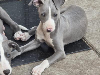 Beautifully coloured Whippet puppies in Laois