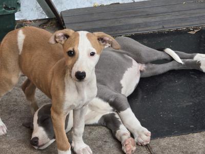 Beautifully coloured Whippet puppies in Laois
