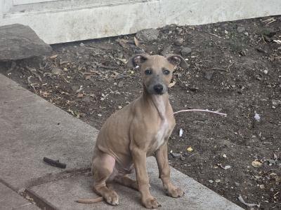Beautifully coloured Whippet puppies in Laois