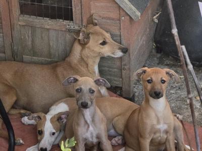 Beautifully coloured Whippet puppies in Laois