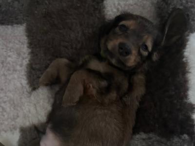Beautiful Long-Haired Dachshund Puppy – Ready for a Loving Home
