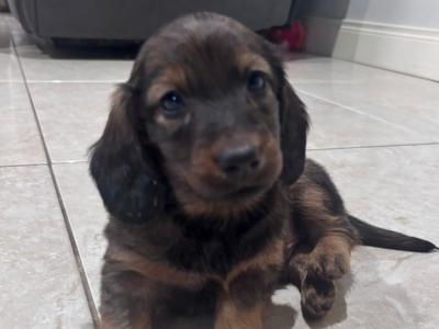 Beautiful Long-Haired Dachshund Puppy – Ready for a Loving Home