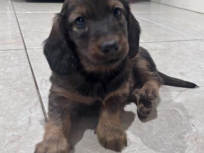 Beautiful Long-Haired Dachshund Puppy – Ready for a Loving Home