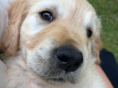 4 Adorable Purebred IKC Registered (Pending) Golden Retriever Puppies