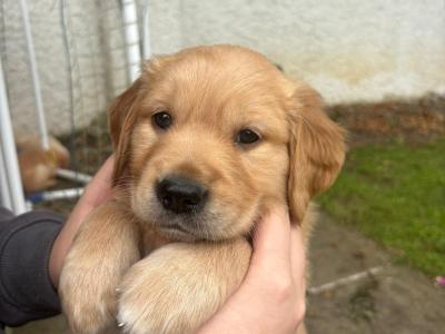 4 Adorable Purebred IKC Registered (Pending) Golden Retriever Puppies