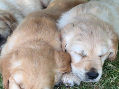 4 Adorable Purebred IKC Registered (Pending) Golden Retriever Puppies