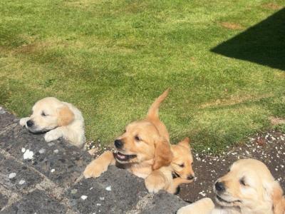 4 Adorable Purebred IKC Registered (Pending) Golden Retriever Puppies