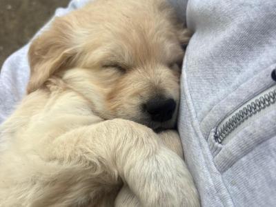4 Adorable Purebred IKC Registered (Pending) Golden Retriever Puppies
