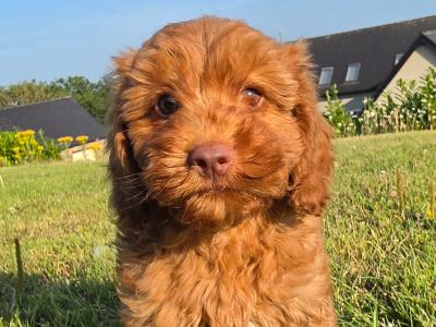 Cavapoo puppies in Limerick