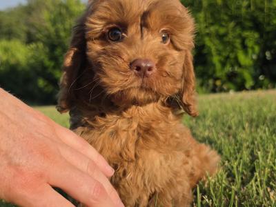 Cavapoo puppies in Limerick
