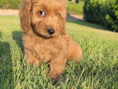 Cavapoo puppies in Limerick