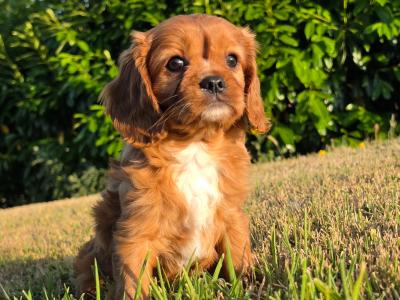 Cavapoo puppies in Limerick