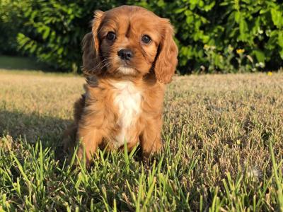 Cavapoo puppies in Limerick