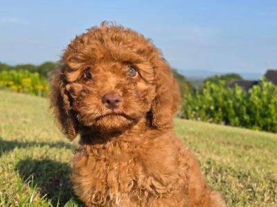 Cavapoo puppies in Limerick