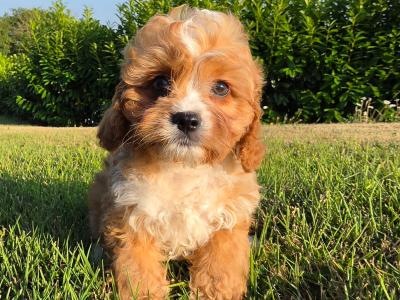 Cavapoo puppies in Limerick