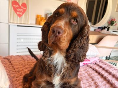 Gorgeous Cocker Spaniel for stud in Westmeath