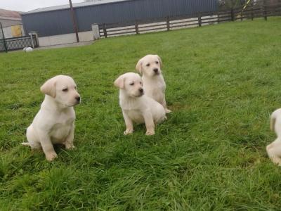 Labrador