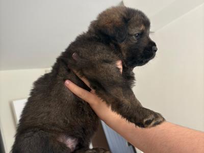 German Shepherd x mixed breed male puppies in Dublin