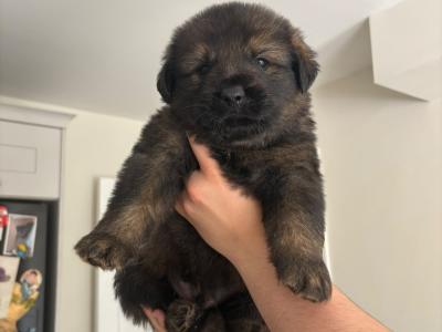 German Shepherd x mixed breed male puppies in Dublin