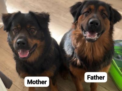 German Shepherd x mixed breed male puppies in Dublin
