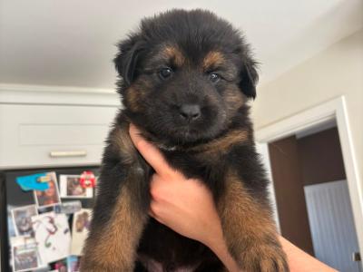 German Shepherd x mixed breed male puppies in Dublin