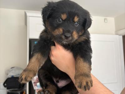 German Shepherd x mixed breed male puppies in Dublin